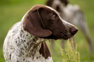 German Shorthaired Pointer alert