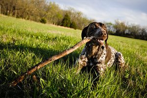 German Shorthaired Pointer with his stick