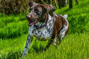 German Shorthaired Pointer in action
