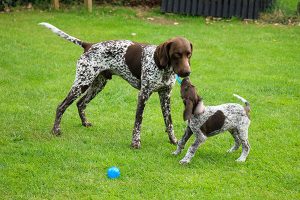 German Wirehaired Pointer having fun