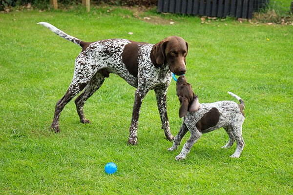 Braque allemand à poil court qui s'amuse