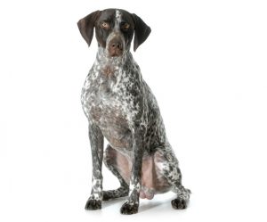 braque allemand à poil court