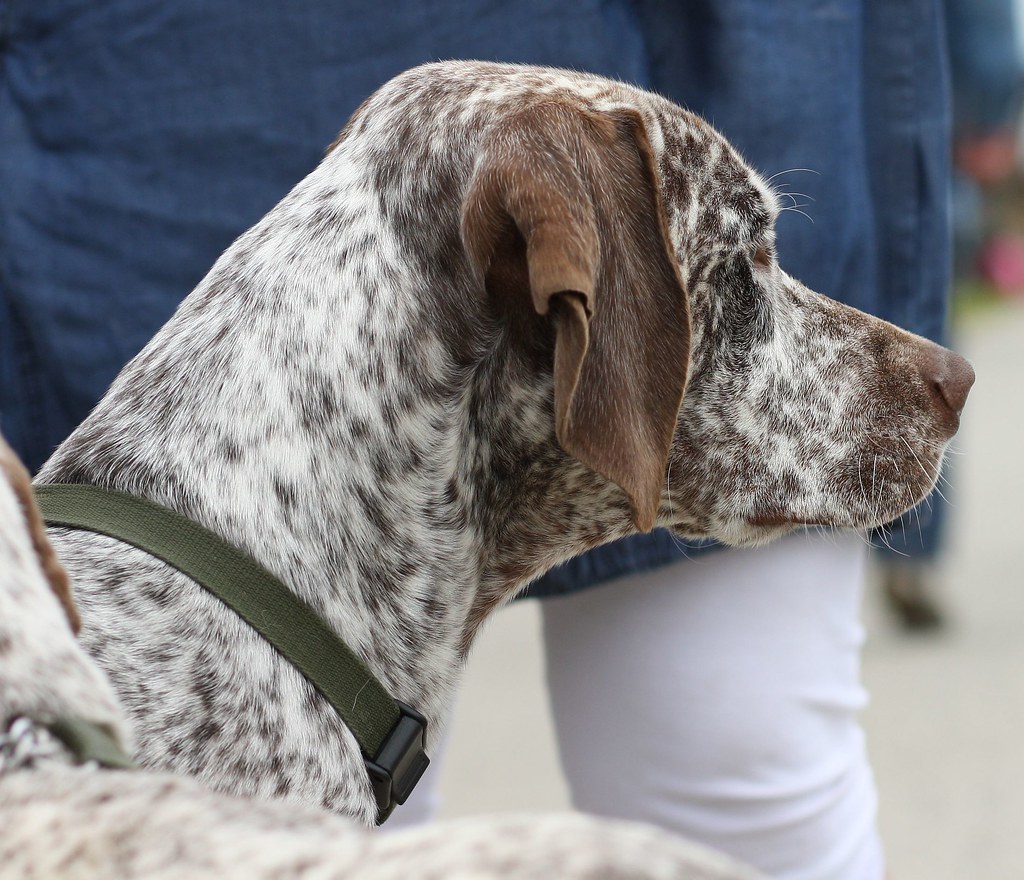 braque du bourbonnais personnalité