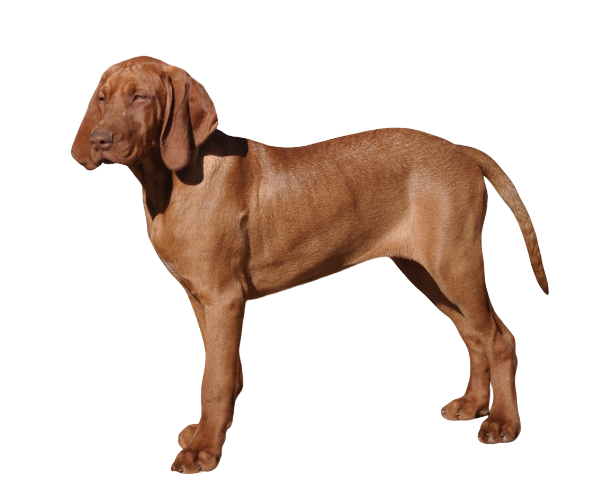 braque hongrois à poil court