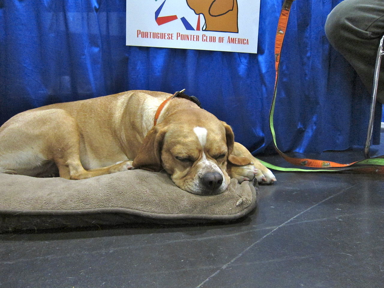 braque portugais personnalité