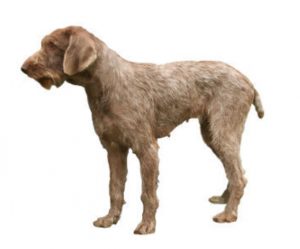 braque eslovaco de pelo duro