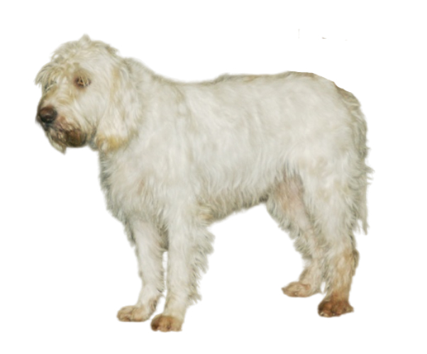 briquet griffon vendéen