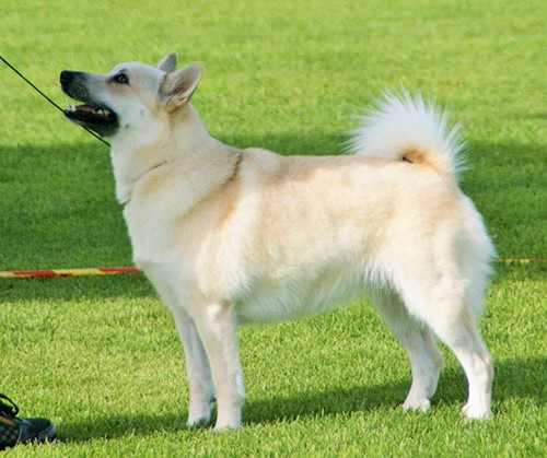 buhund norvégien personnalité