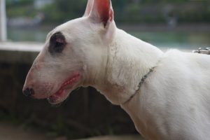 bull terrier foto 6