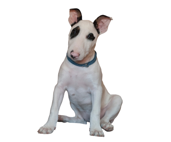 bull terrier