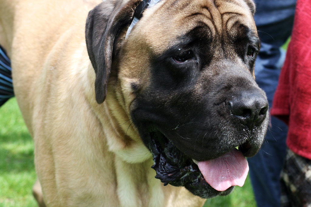 bullmastiff personnalité