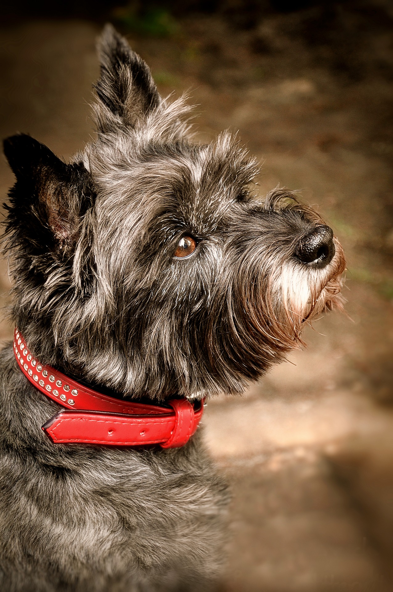 cairn terrier personnalité