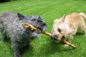 cairn terrier photo 2