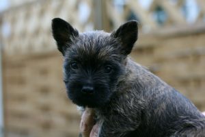 cairn terrier photo 3
