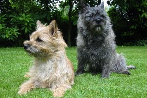 cairn terrier photo