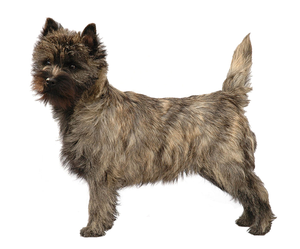 cairn terrier