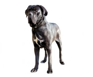 cane corso