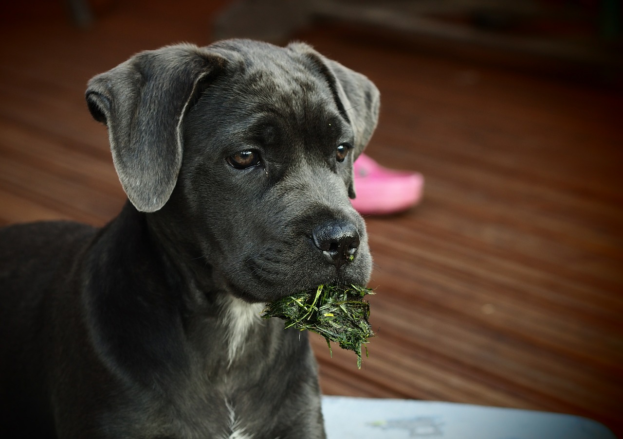 cane corso personnalité