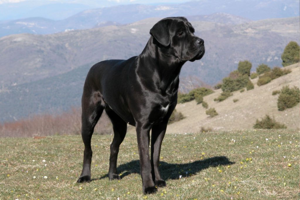 cane corso photo