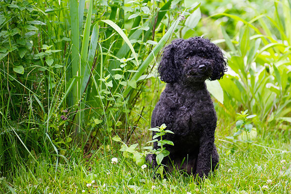 caniche dans l'herbe