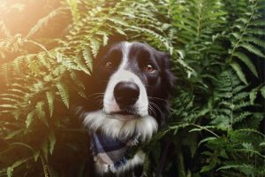 caracter border collie