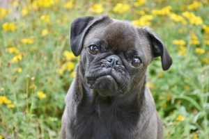 foto de pug 2