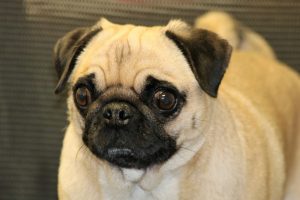 foto de pug 3