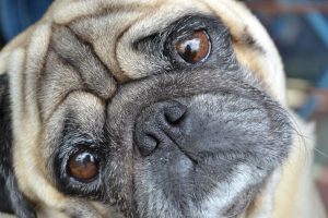 foto pug