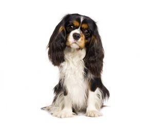 cavalier king charles spaniel