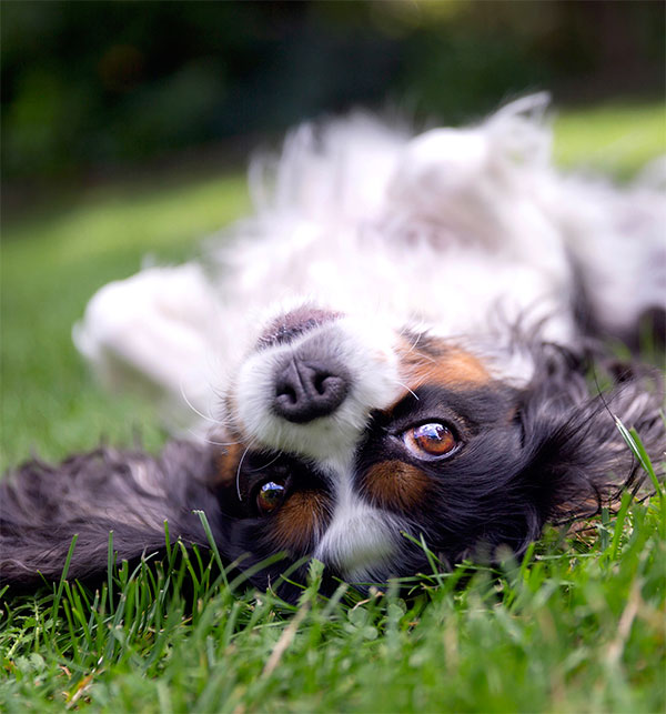 Cavalier king Charles Spaniel