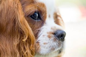 close-up of a Cavalier King Charles Spaniel