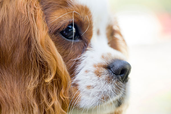 gros plan d'un Cavalier king Charles Spaniel