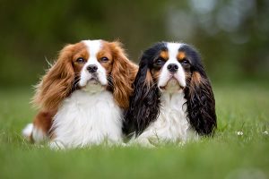 2 King Charles Spaniel rider