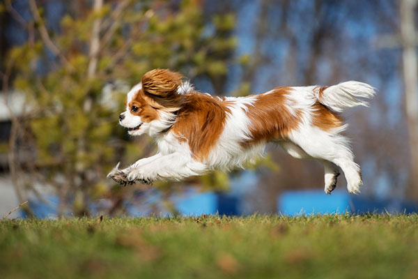 Cavalier king Charles Spaniel à la course