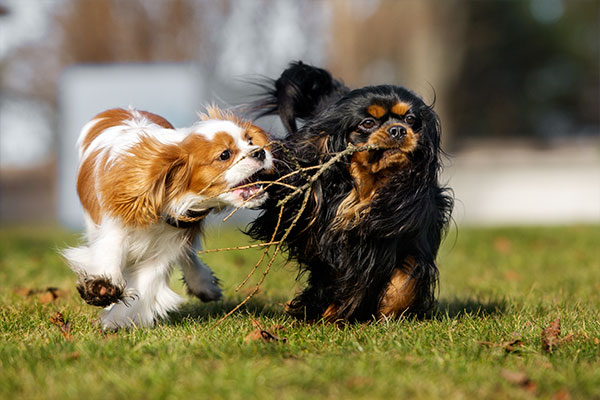 Cavalier king Charles Spaniel qui joue