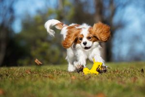 King Charles Spaniel rider happy