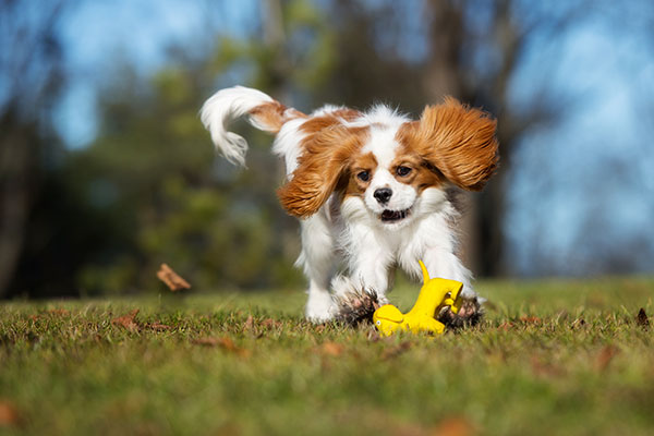 Cavalier king Charles Spaniel heureux