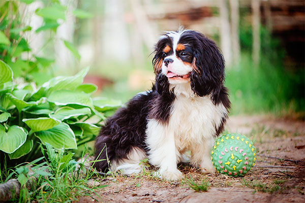 Cavalier king Charles Spaniel assi