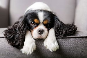 King Charles Spaniel rider lying