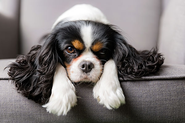 Cavalier King Charles Spaniel Tout Savoir Sur Cette Race