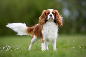 King Charles Spaniel rider in the meadow