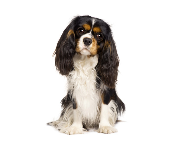 cavalier king charles spaniel