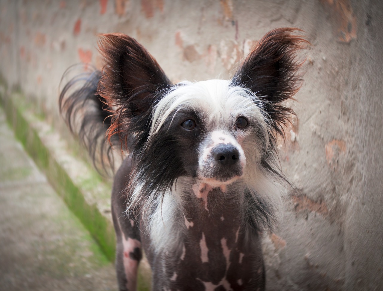 chien chinois à crête personnalité