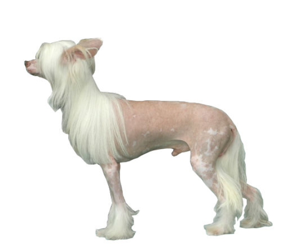 chien chinois à crête