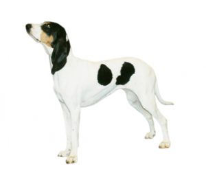Sabueso bernés