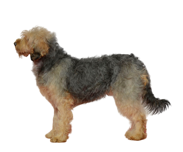 chien courant de bosnie à poil dur