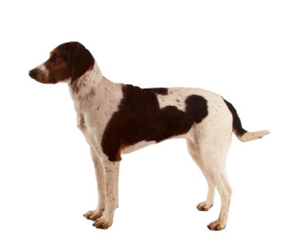 chien courant de halden