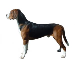 hamilton hound