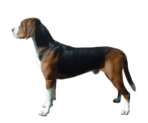 chien courant de hamilton