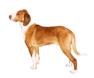 sabueso posavatz